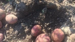 Картофель Шарвари Пирошка 2023