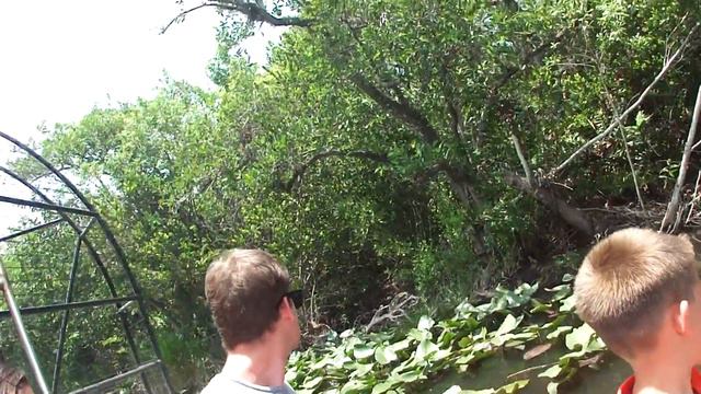 Красивая прогулка в Эверглайдс Парке, Флорида часть 2 смотреть онлайн