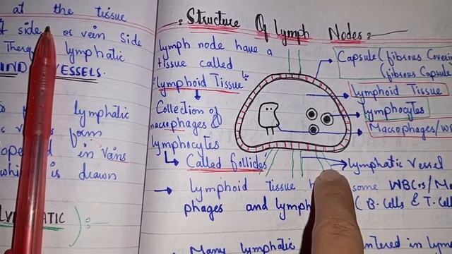 LYMPHATIC SYSTEM ( plus Edema ) explained. Fingertip concepts..... смотреть онлайн