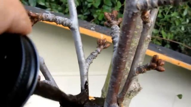 Grafting My Cherry Tree смотреть онлайн