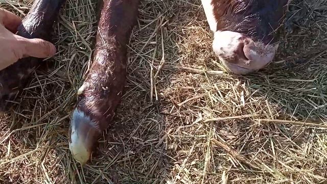 Как вытянуть телёнка, когда корова рожает.