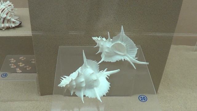 музей раковин на пхукете. раваи смотреть онлайн