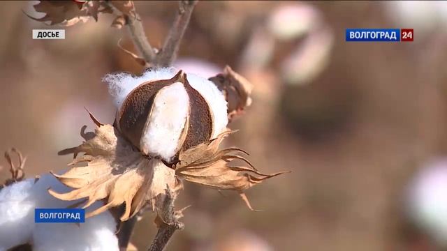 В Волгограде зацвел хлопок смотреть онлайн