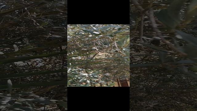 Оливки в Сочи. смотреть онлайн