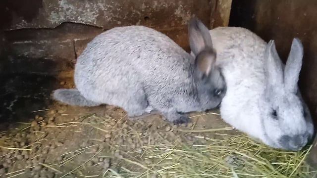 Кролики полтавское серебро. Самка знакомится с самцом. смотреть онлайн