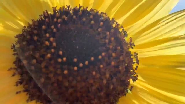 Chocolate Cherry Sunflowers ? & Orchids смотреть онлайн