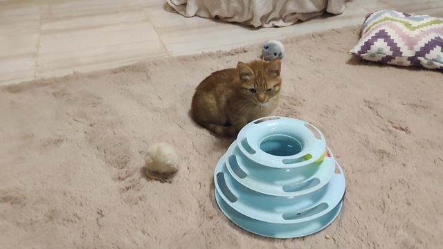Котята и есть котята ?? смотреть онлайн