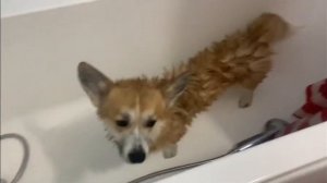 УХОД за КОРГИ??КАК ПОМЫТЬ Собаку? Корги Рокки (говорящая собака)