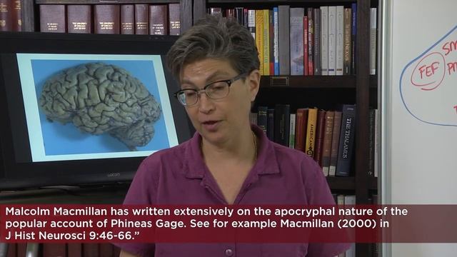 7.7 Cerebral Cortex Function смотреть онлайн