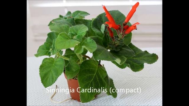 Seedlings Update - Smithiantha And Sinningia Hybrids