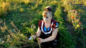 Как собрать семена петрушки. Посадка и выращивание петрушки.