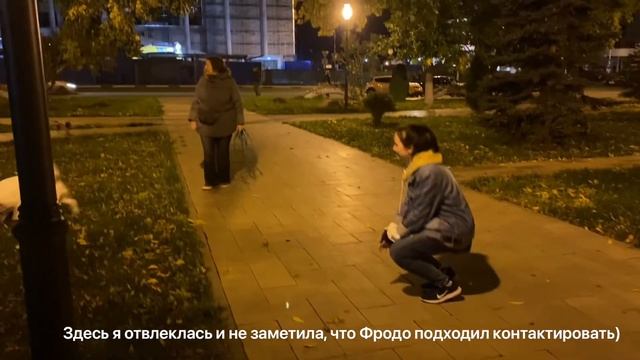 Знакомства с собаками. Учусь на кинолога!) смотреть онлайн