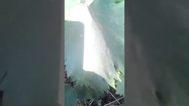 виноград Аметист Новочеркаський смотреть онлайн