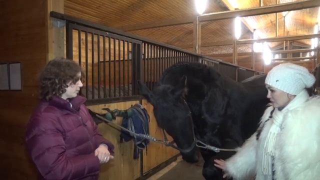 Выбираем лошадь 2. Ветеринарные тесты. смотреть онлайн