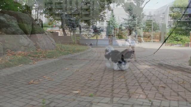 Тортилья или лаваш на завтрак. Как приготовить журек, польский суп . смотреть онлайн