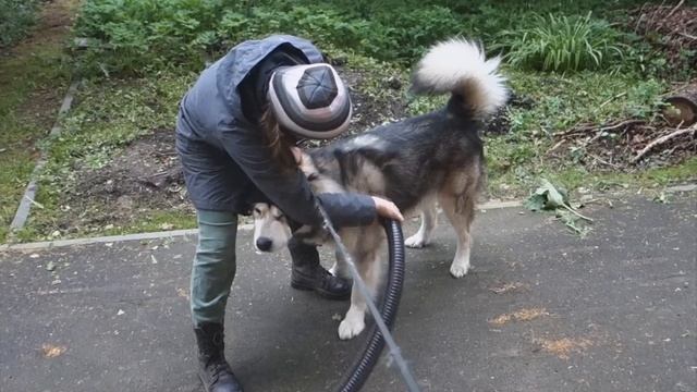 Линька у собак. Выдувание шерсти с помощью компрессора смотреть онлайн