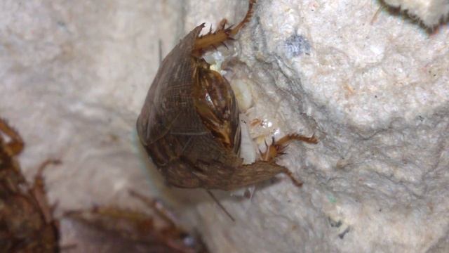 новорожденные тараканы и рождение неоплодотворённого яйца (newborn cockroaches) смотреть онлайн