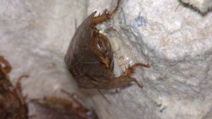 новорожденные тараканы и рождение неоплодотворённого яйца (newborn cockroaches)