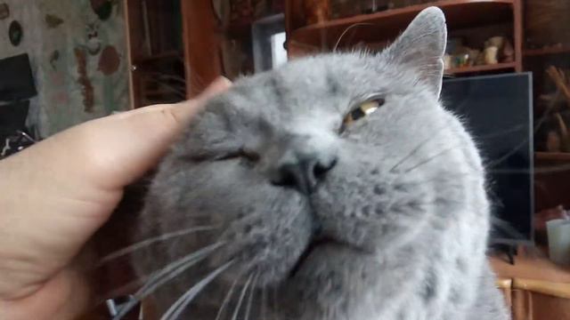 Котик любит ласку. смотреть онлайн