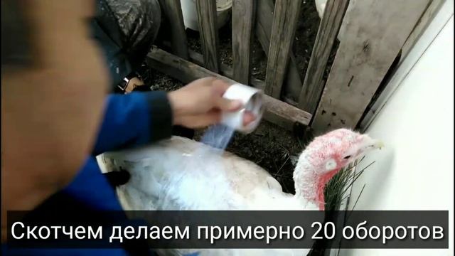 Простой способ забоя индюшки смотреть онлайн