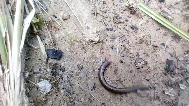 #Веретеница_отбросила_свой_хвост #Ящерица #Безногая_ящерица #Веретеница_ломкая #Медяни́ца смотреть онлайн