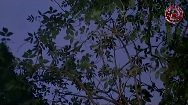 ПАМЯТИ В. Кинунена " Ромео и Джульетта" 1975 г. " Веселые ритмы" ст Кущевская (видео Ю.Сочков). смотреть онлайн