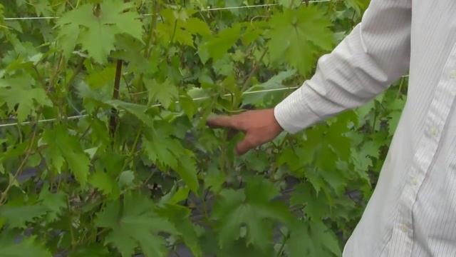 @Школка винограда Посадка черенков, уход, выкопка саженцев смотреть онлайн