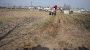 Мотоблок МоторСич, окучивание прополка озимого лука