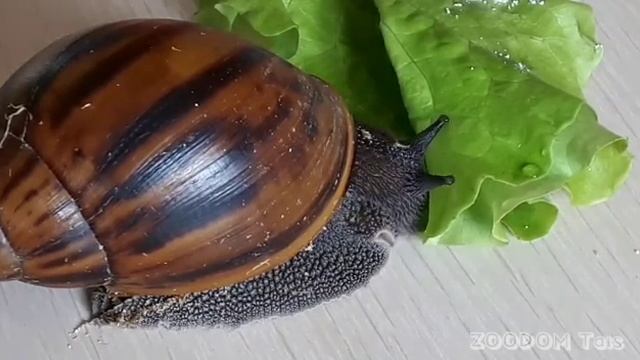 АХАТИНА АХАТИНА ТИГР - БУДУЩИЙ РЕКОРДСМЕН! смотреть онлайн