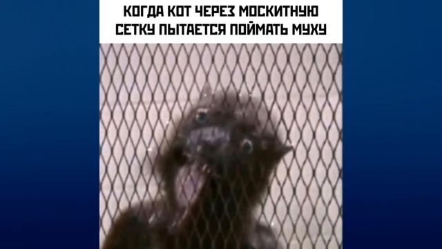 История мема — ЛАСКА ИЗ ОТРЯДА САМОУБИЙЦ смотреть онлайн