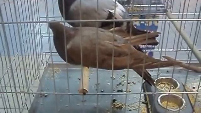 Очень большие голуби! смотреть онлайн