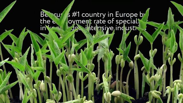 Инвестиционный потенциал Беларуси (Small Seeds Big Trees) смотреть онлайн