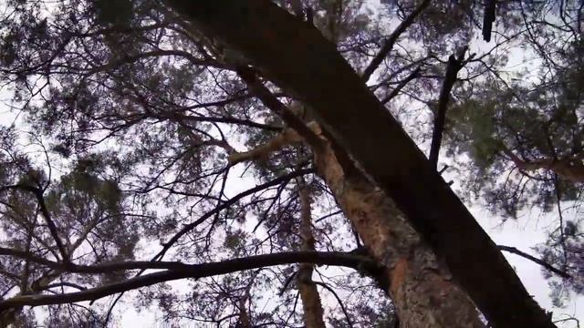 Музыка леса Музыка релакс для Спа Музыка для сна смотреть онлайн