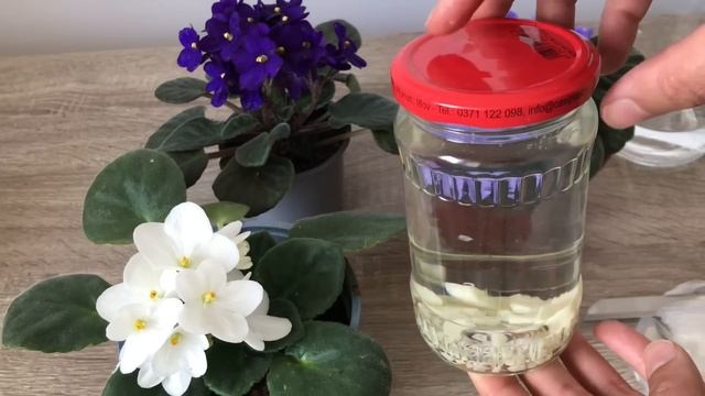 Menekşelerinizi bununla coşturun bol çiçek açsın ve yaprakları canlı ve sert olsun. / Menekşe bakım смотреть онлайн