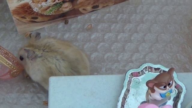 ДЕНЬ РОЖДЕНИЯ ХОМЯЧКА / ХОМЯЧКИ / ХОМКИ / ДЕНЬ РОЖДЕНИЯ ХОМЯКА / ДЖУНГАРСКИЙ ХОМЯЧОК / ДЖУНГАРИК смотреть онлайн