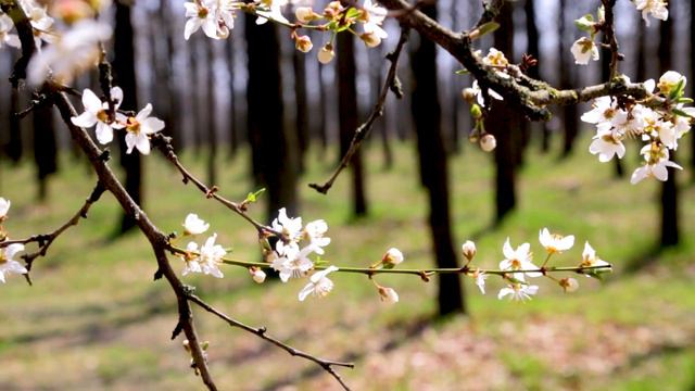 Весна Пришла Природа Просыпается смотреть онлайн