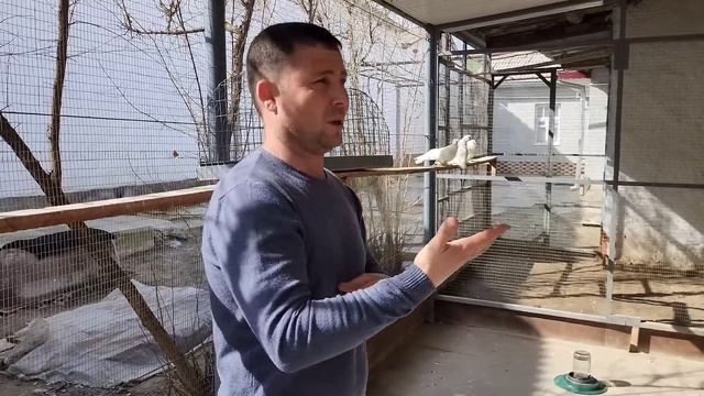 В гостях у Руслана Узбекистан г.Джизак.Разговор о селекции голубей, двухчубые. #голуби #обзор смотреть онлайн