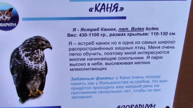 Совариум. Россия, Сочи, Красная Поляна. смотреть онлайн