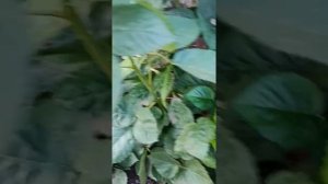 Ежевика Блэк Джем в сентябре в Оренбурге.
