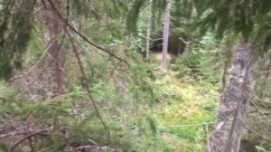 ОХОТА НА КАБАНА С ВЫШКИ - еще один охотничий трофей!