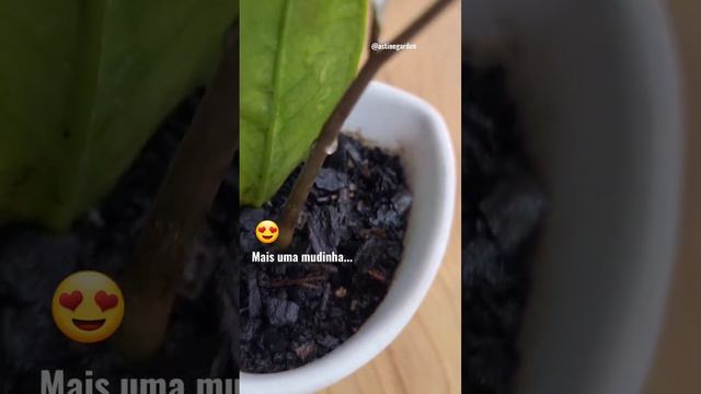 Muda de Zamioculca pela FOLHA #garden #suculentas #suculentas # смотреть онлайн