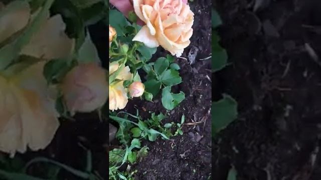 Роза БРОУНИ (Brownie) смотреть онлайн