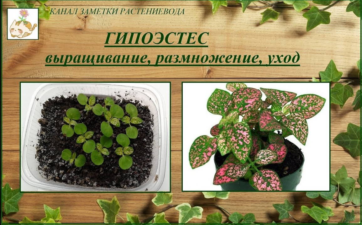 Гипоэстес (гипестес) выращивание из семян, уход, размножение смотреть онлайн