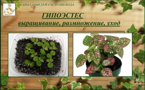 Гипоэстес (гипестес) выращивание из семян, уход, размножение