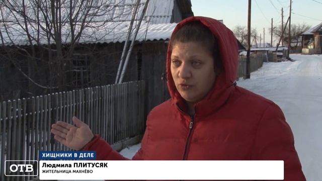 Атака волков на уральский посёлок смотреть онлайн