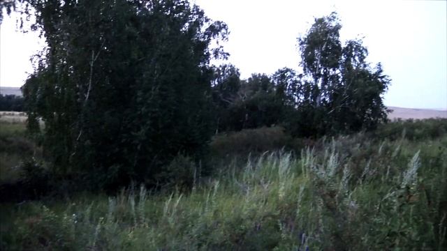 Как вязать веники в жару | Выход есть | Жарко вязать веники березовые | Березовые веники смотреть онлайн