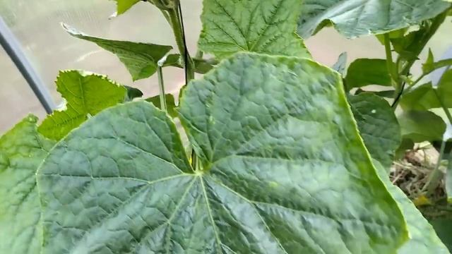 ПОДСКАЗКА! Увеличьте свой урожай огурцов при ведении в 1 стебель одним движением руки! смотреть онлайн