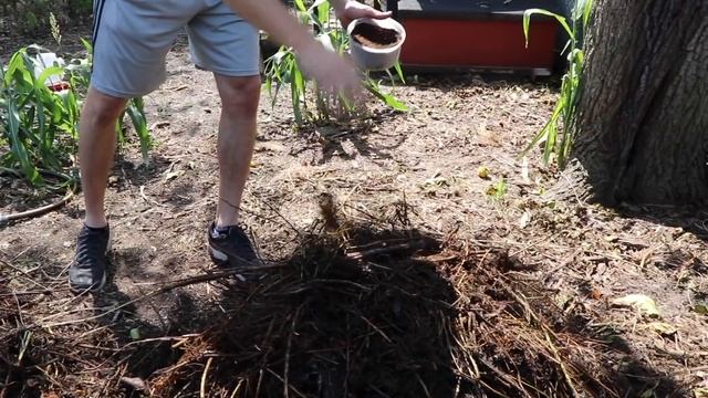 What Happens When You Use Coffee Grounds in the Garden? смотреть онлайн