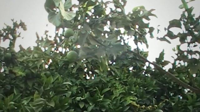 Страна с райским климатом и волшебными цветами Отдых на Кипре смотреть онлайн