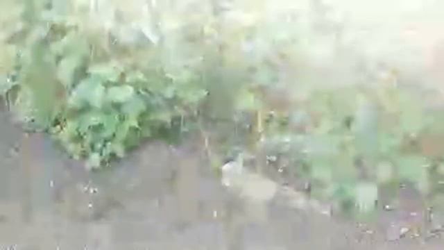 САЖАЮ ЗЕЛЕНЬ КИНЗА И ПЕТРУШКА ?✌️??? смотреть онлайн